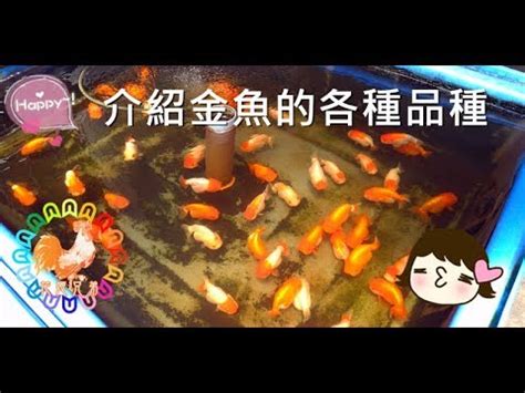 養金魚入門|養魚新手入門：12個教學讓你養魚一次上手（新手必讀）